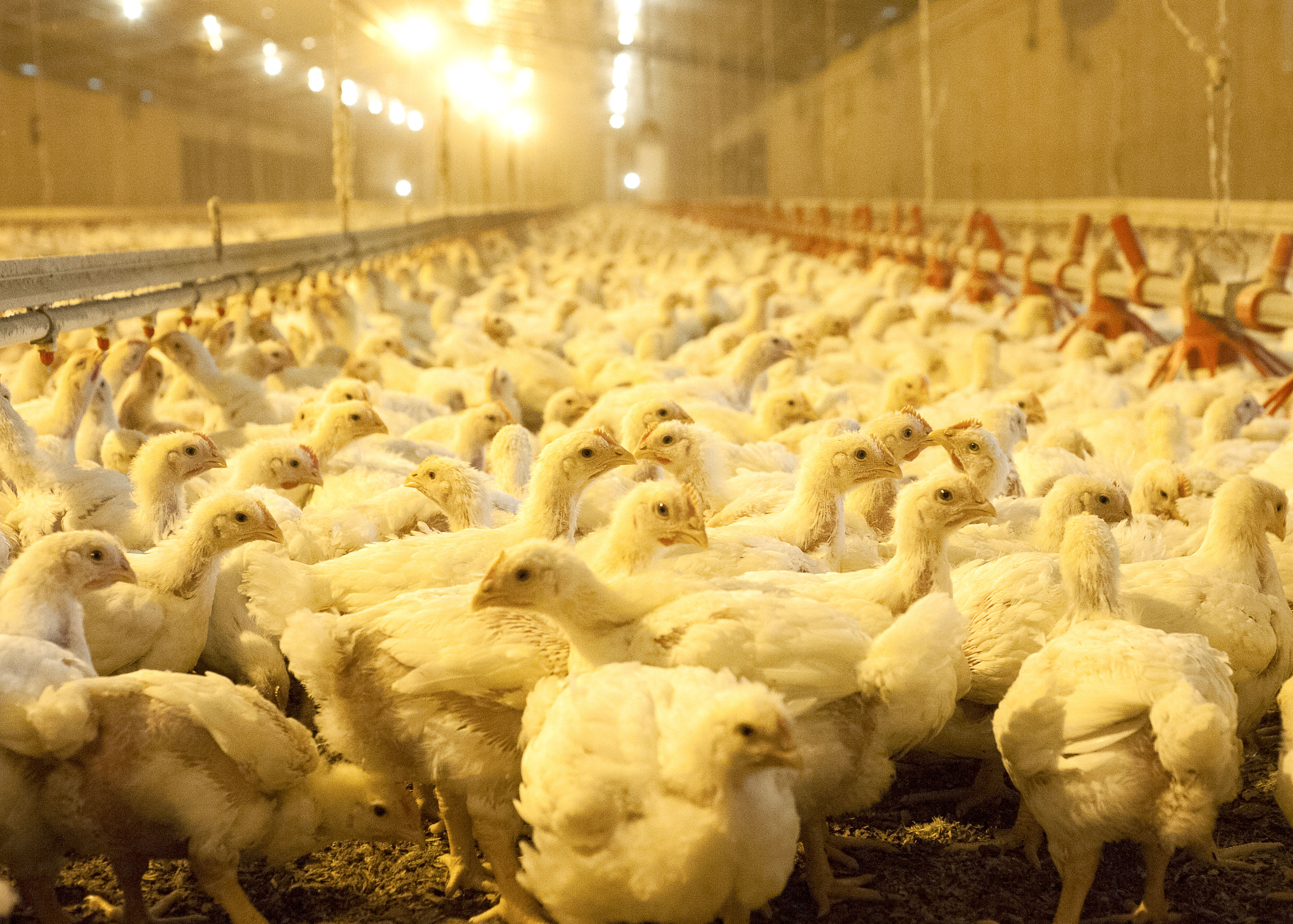 Use of Broiler Litter in Electricity Production and Resulting Economic Impacts